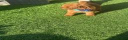 Cavapoo dogs for sale: 🐾💙F1B cavapoo’s Now ready 🐾🩷 fox red h/tested! - Advert 1