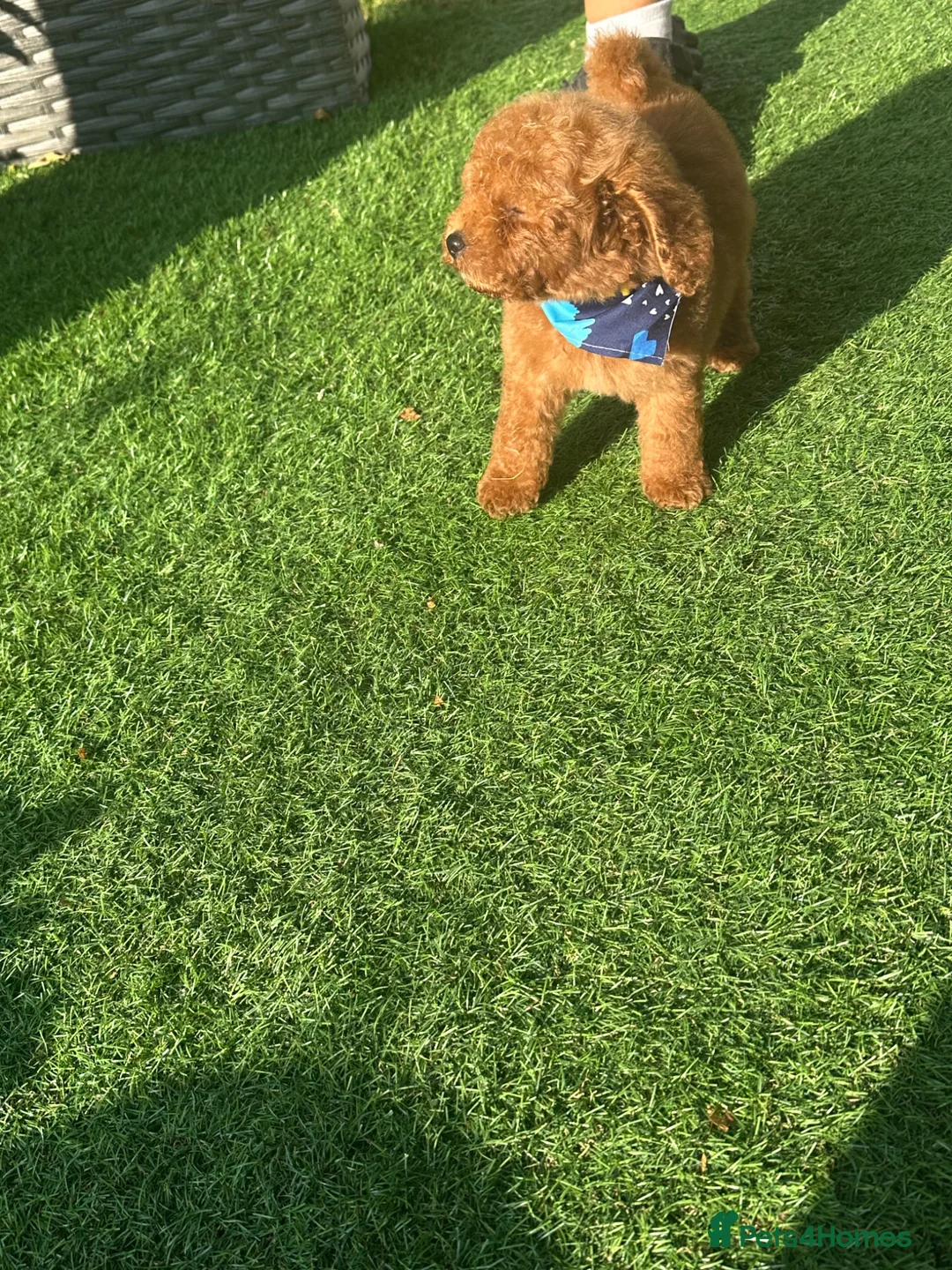Cavapoo dogs for sale: 🐾💙F1B cavapoo’s Now ready 🐾🩷 fox red h/tested! - Advert 1