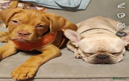 French Bulldog dogs for sale: Exquisite Pedigree French Bull Dog Puppies  - Image 12