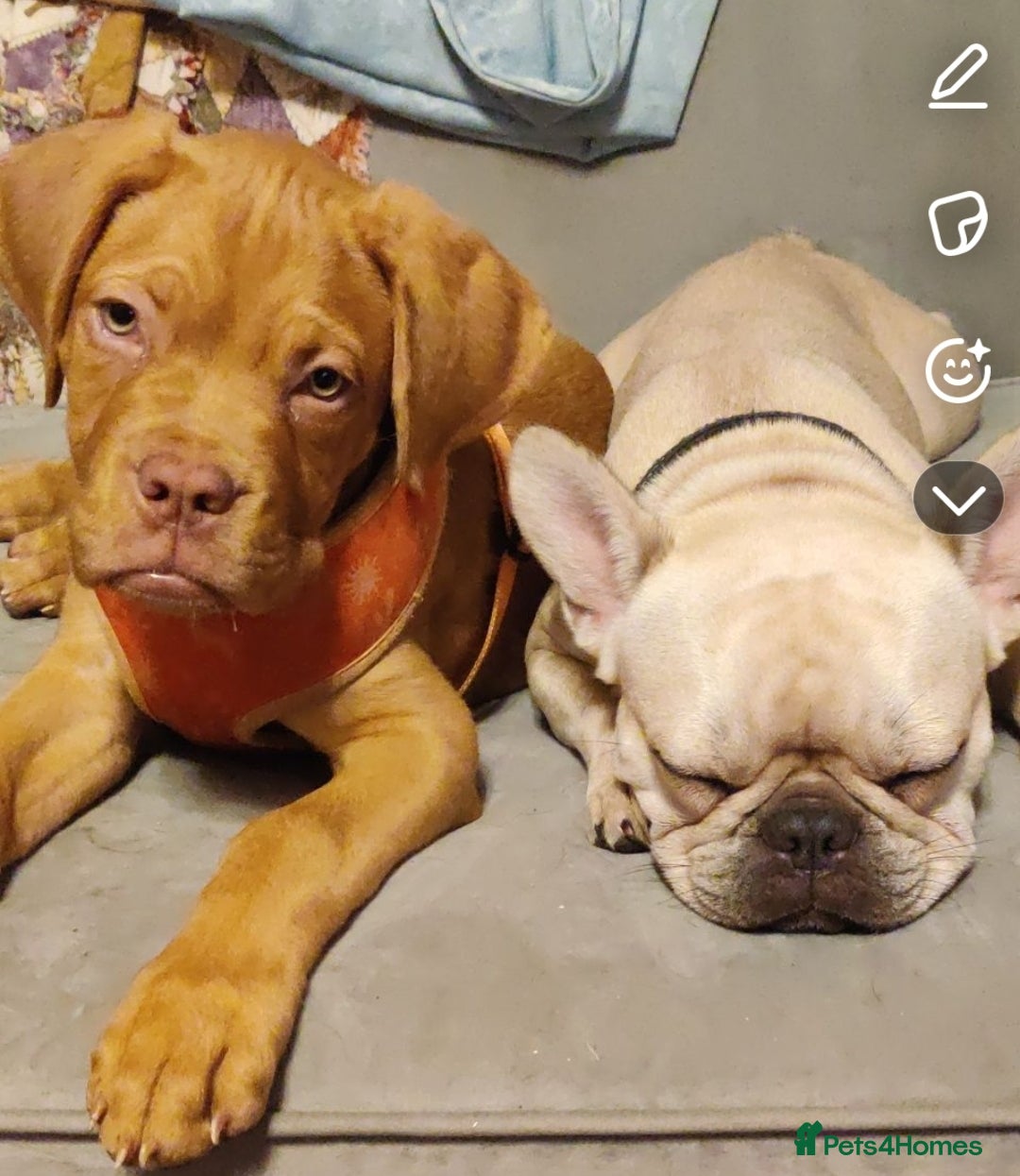 French Bulldog dogs for sale: Exquisite Pedigree French Bull Dog Puppies  - Image 12