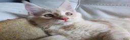 Maine Coon cats for sale: TICA Reg 2 Pure Bread Maine coon kittens - Advert 16