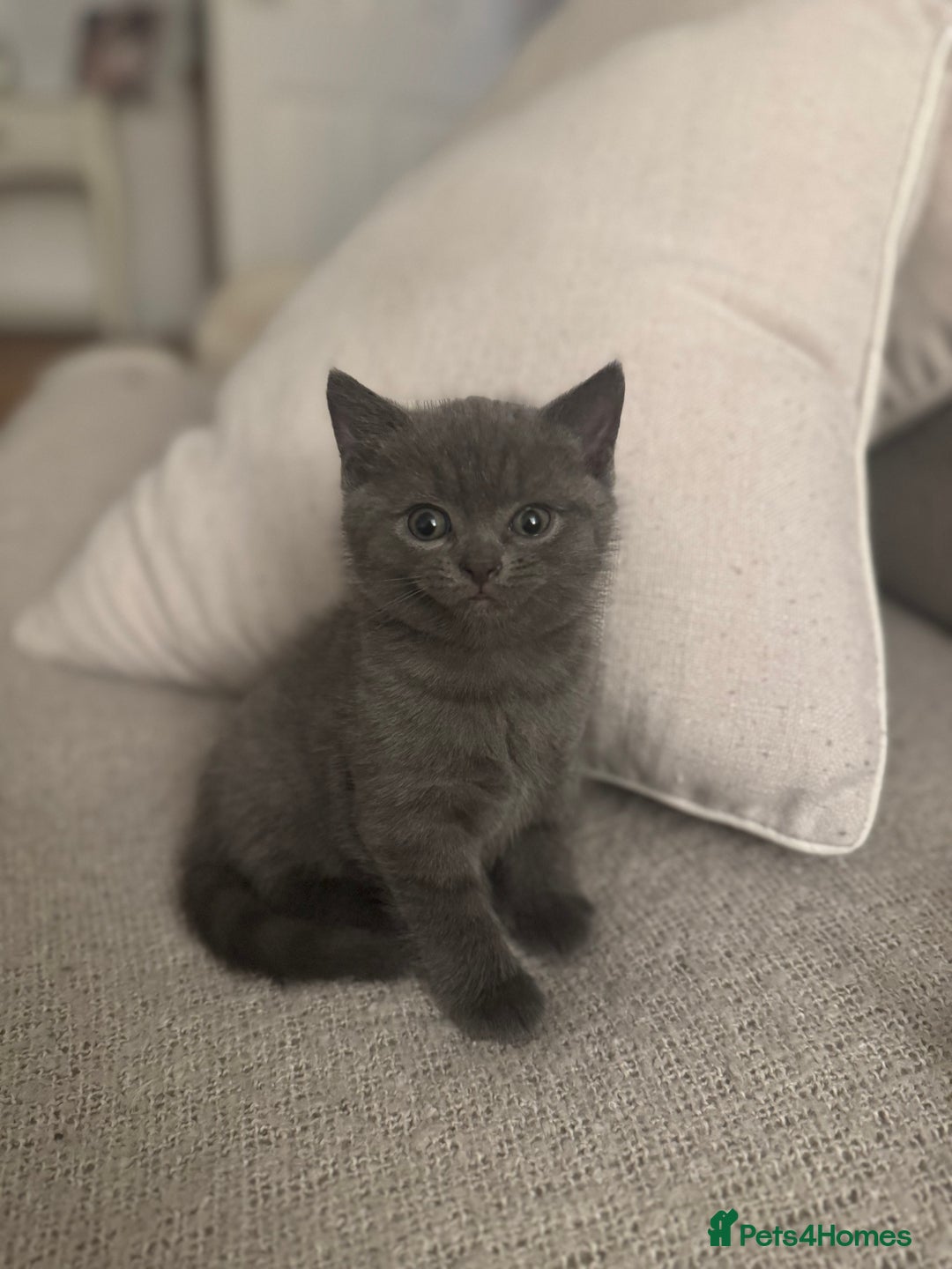 British Shorthair cats for sale: BSH Cross (3/4) Kittens - Advert 7