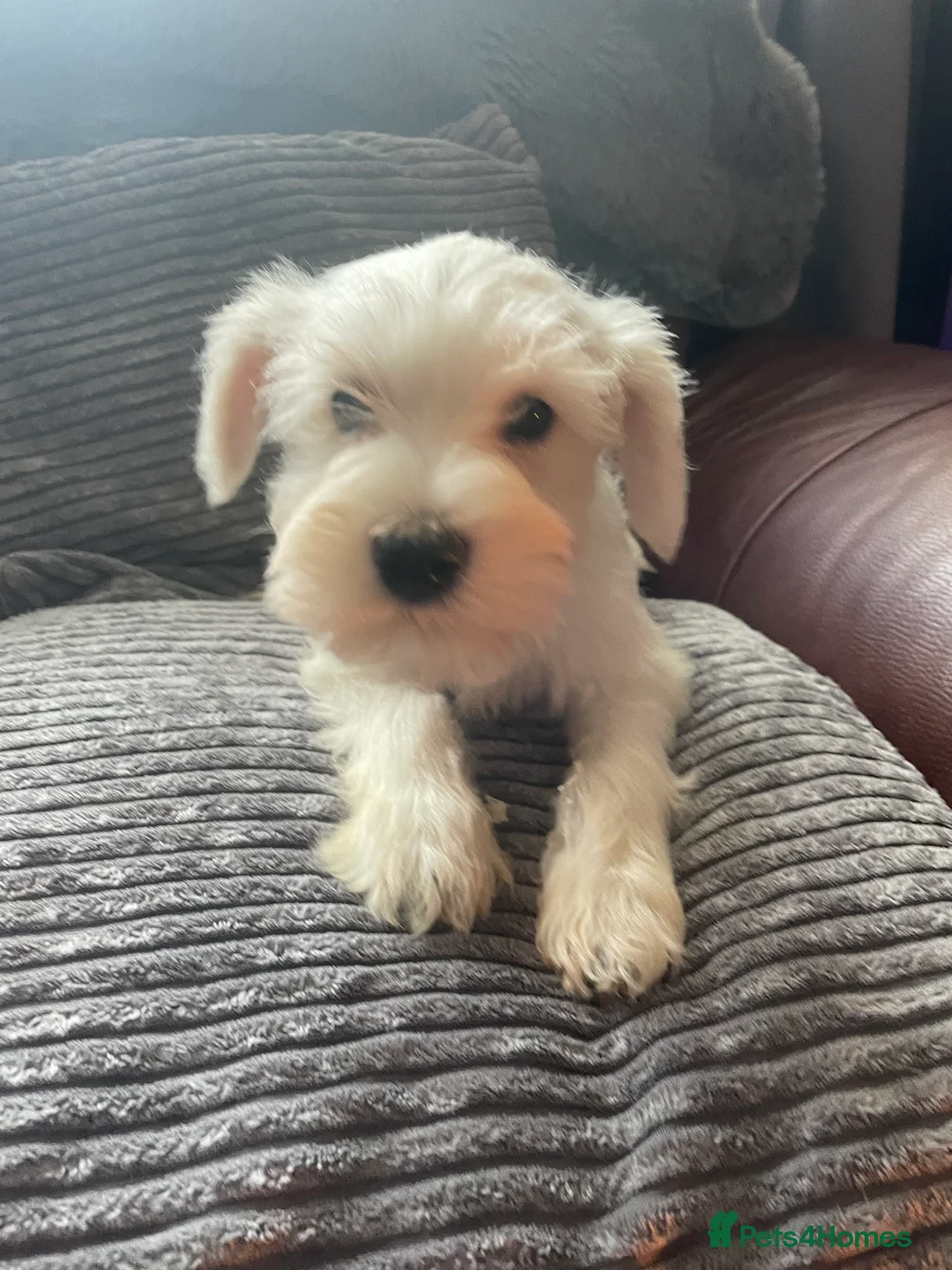 Miniature Schnauzer dogs for sale: Miniature schnauzer puppies  - Advert 4