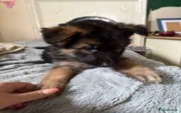German Shepherd dogs for sale: 6 beautiful long haired German Shepards for sale! - Image 12