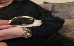 Jack Russell dogs for sale: Jack russell  - Image 6