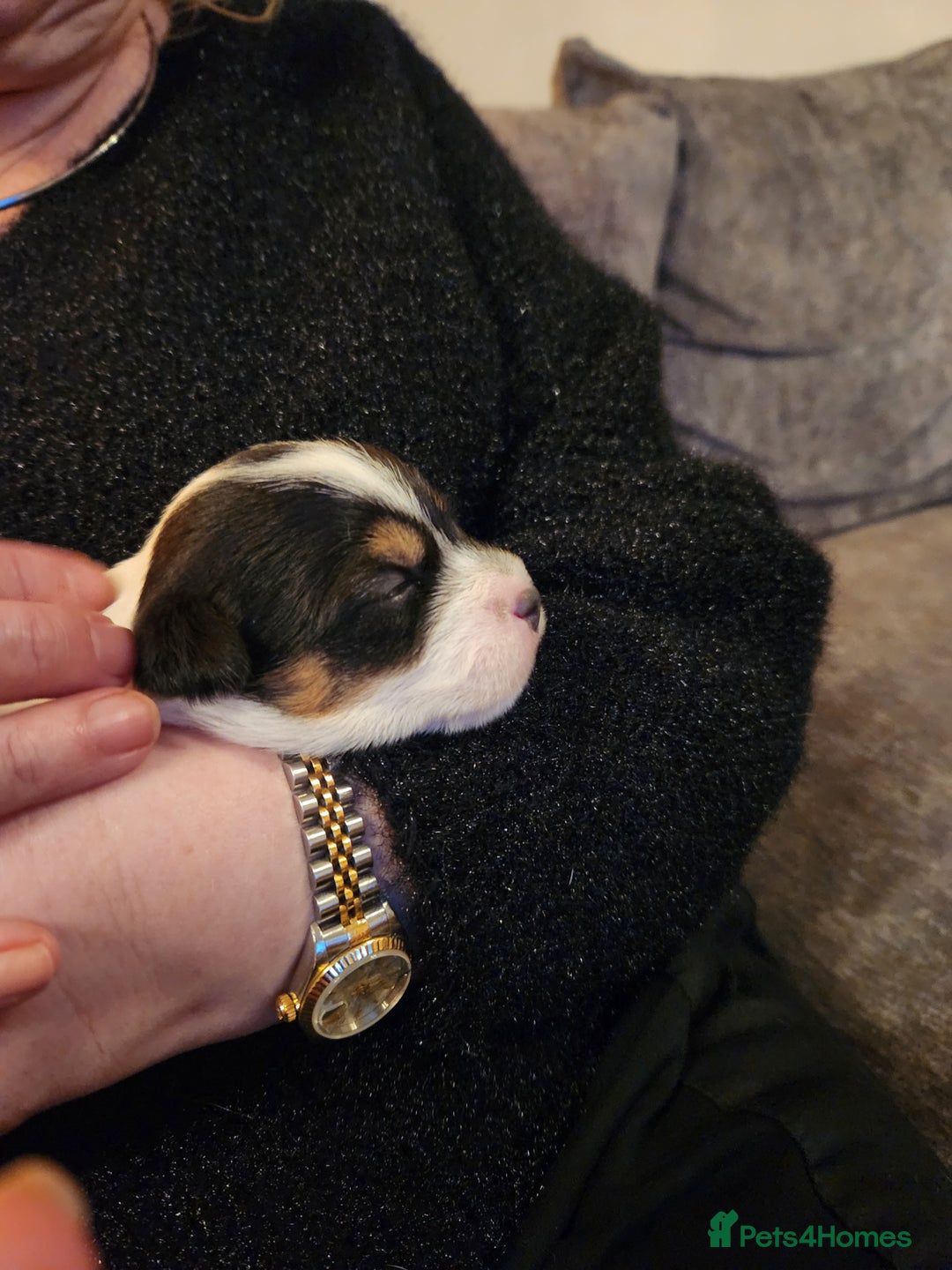 Jack Russell dogs for sale: Jack russell  - Image 6