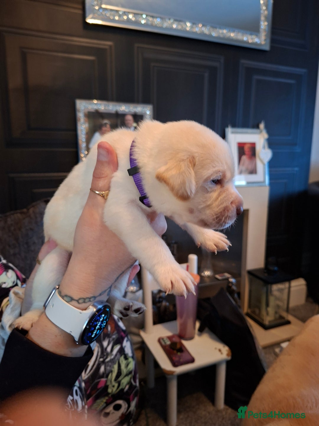 Labrador Retriever dogs for sale: Labrador puppies - Image 8