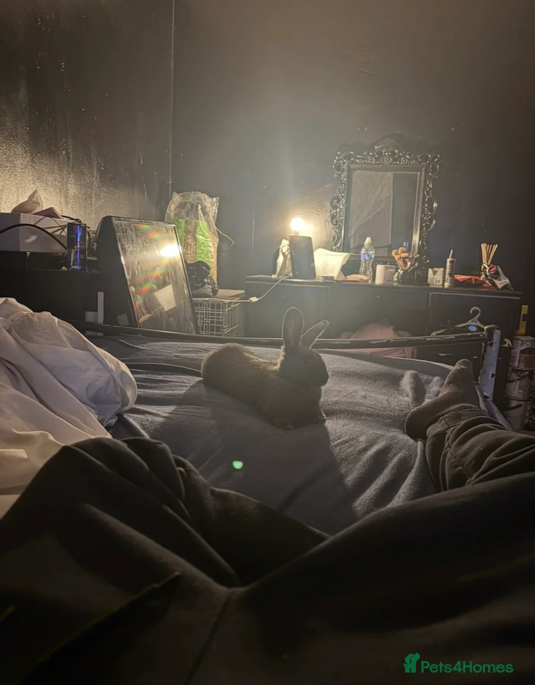 Mixed Breed rabbits for sale: 5month old bunny  - Advert 2