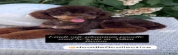 Cockapoo dogs for sale: F1 stunning cockapoos  in Doncaster - Advert 3