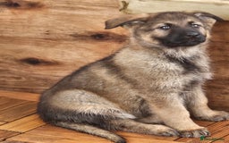 German Shepherd dogs for sale: German Shepherd Puppies – Working Line - Image 1