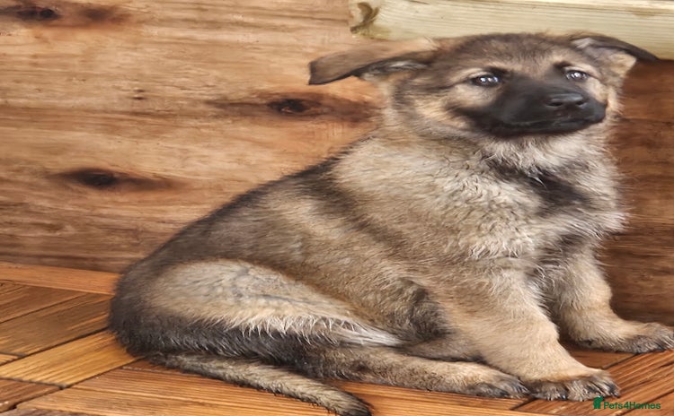 German Shepherd dogs - Advert 13