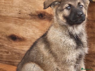 German Shepherd dogs - Advert 12