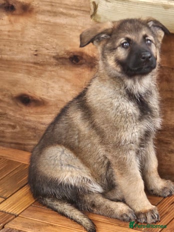 German Shepherd dogs - Advert 14