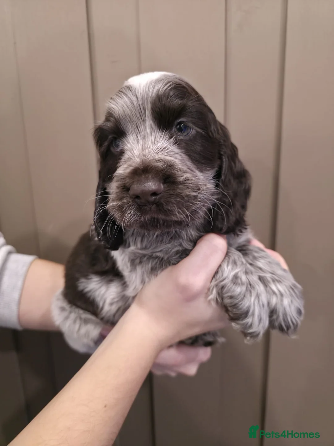 Cocker Spaniel dogs for sale: Show Type Cocker Spaniels Ready to leave now - Advert 31