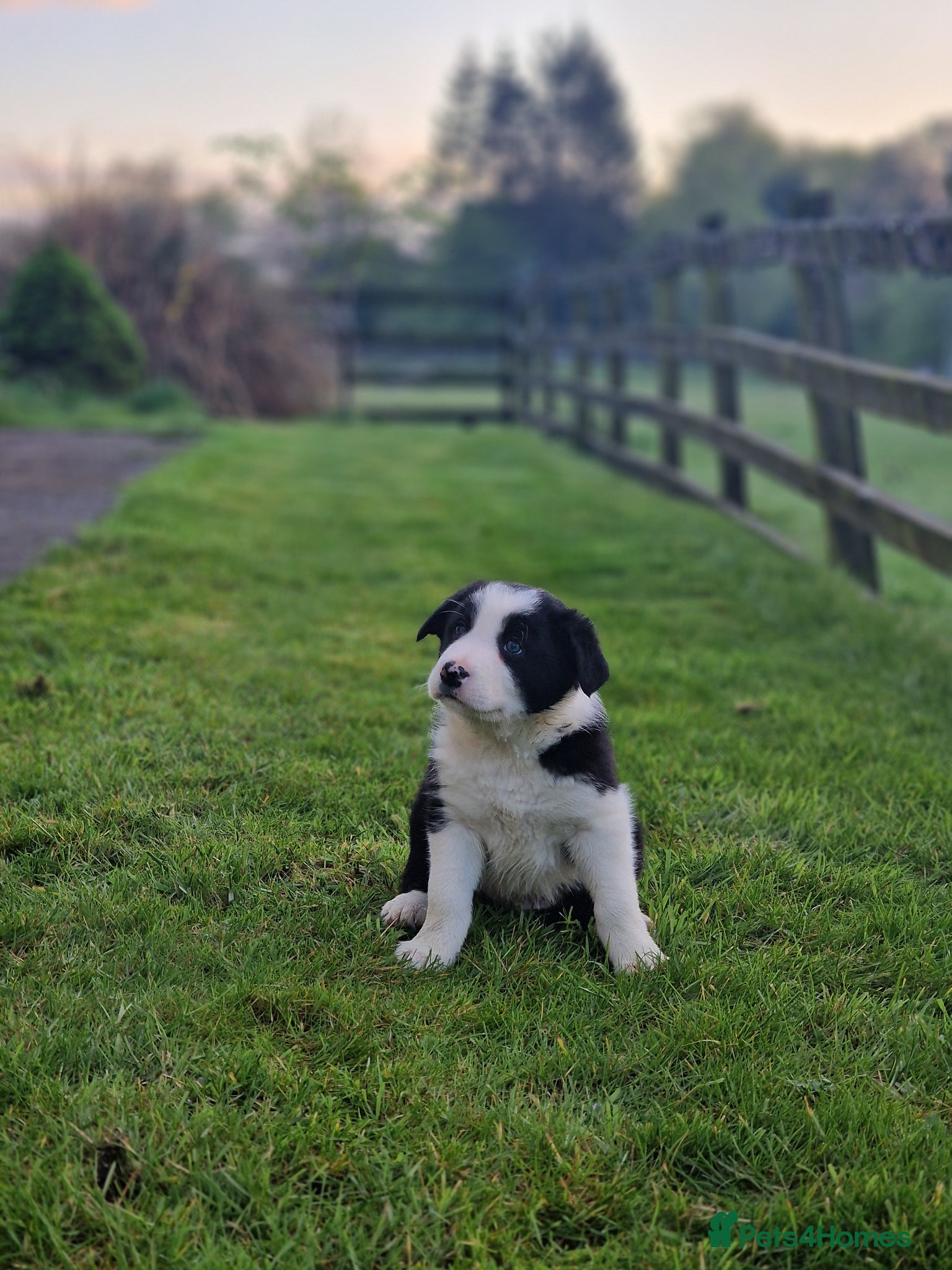 Border Collie dogs Stunning Border Collie Puppies - Advert 1