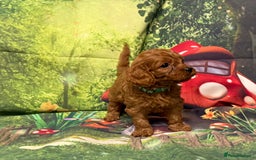 Cavapoo dogs for sale: Lovely litter of F1 Cavapoos - Advert 4