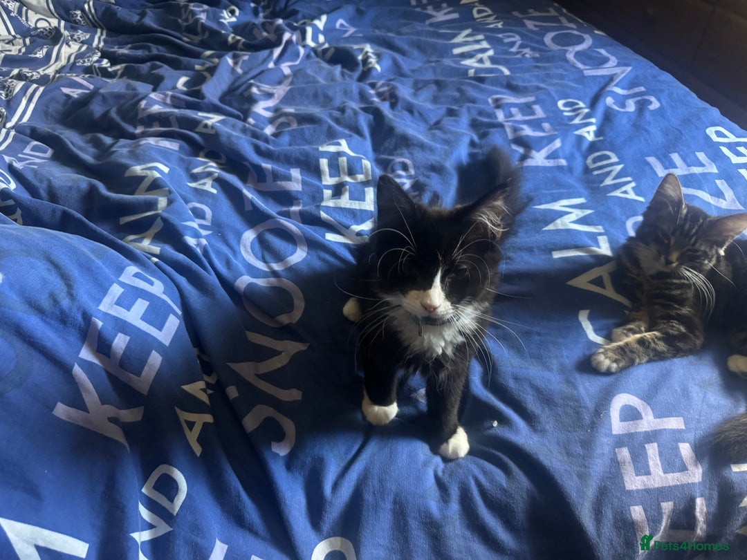 Mixed Breed cats for sale: Fluffy kittens for sale  in Kingston upon Thames - Image 12