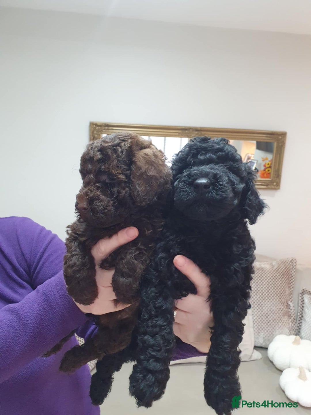 Mini Goldendoodle dogs for sale: LAST 2❗️Miniature goldenoodle pups ready now🏡🌟  - Advert 8