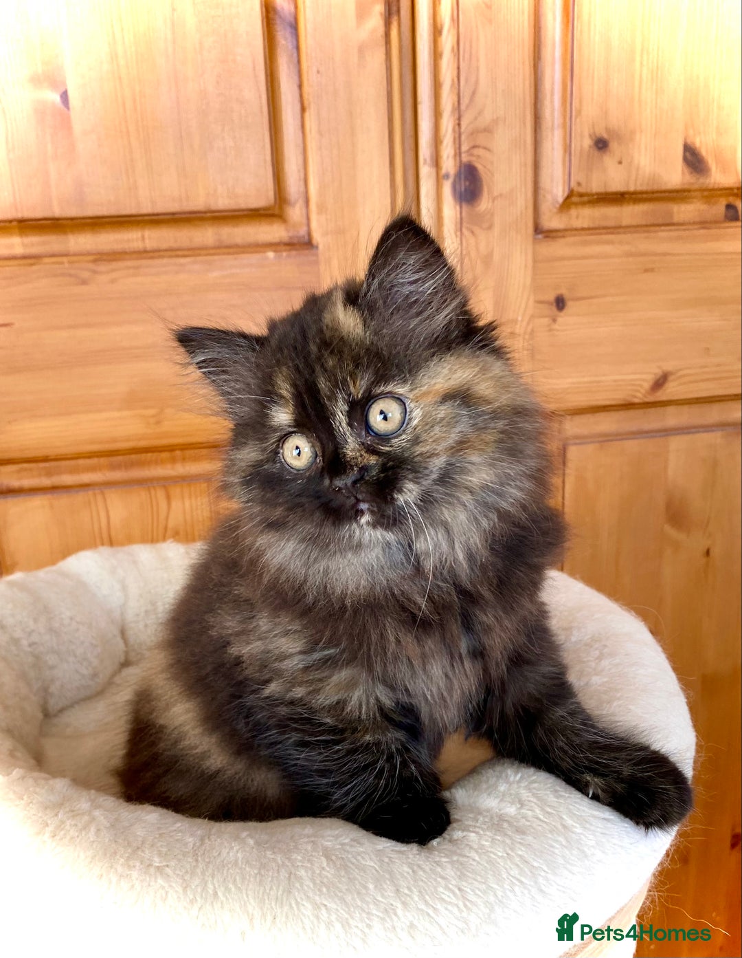 British Longhair cats for sale: Champion line kittens with excellent pedigrees - Image 19