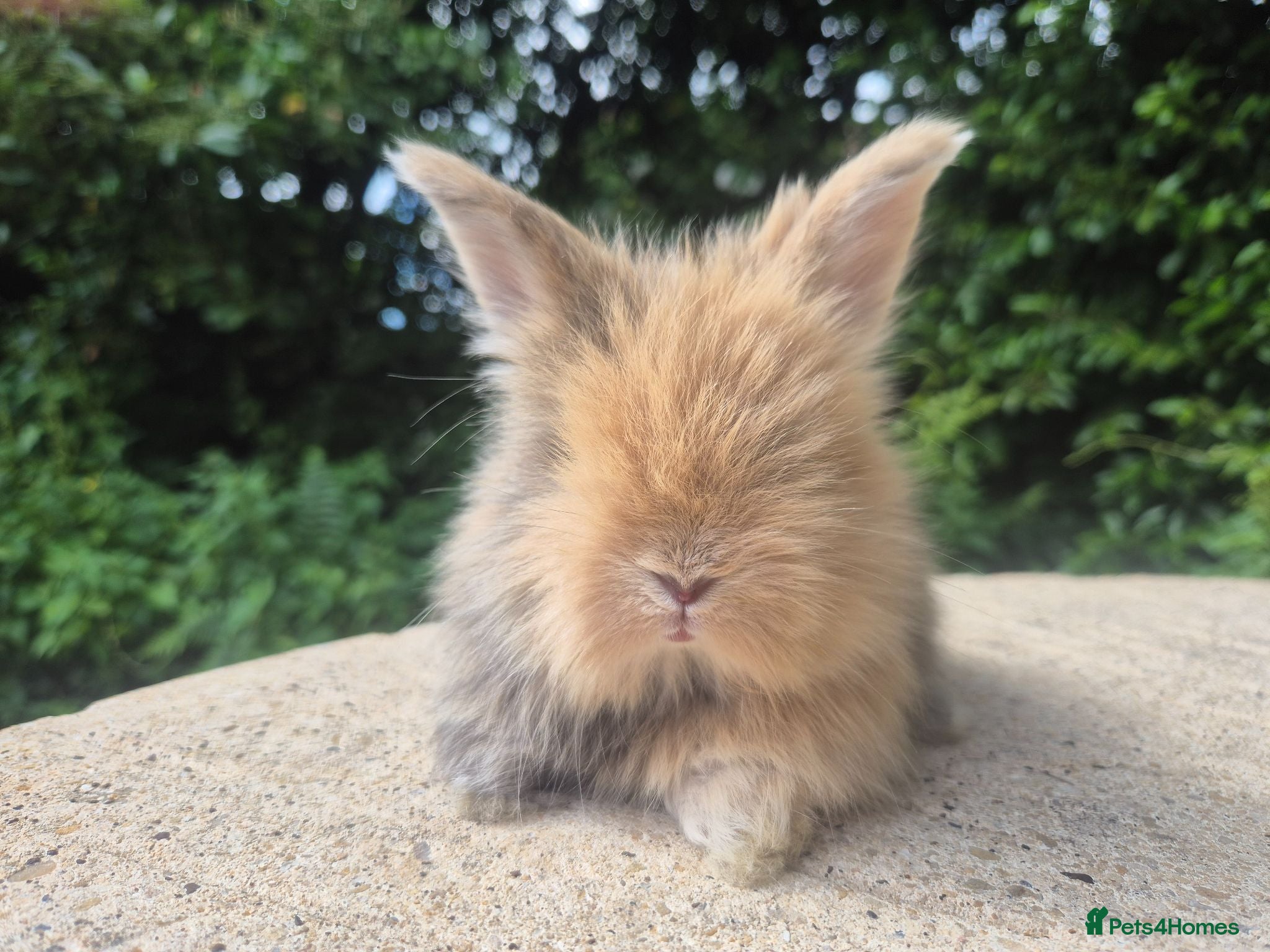 Angora rabbits 🌟STUNNING ANGORA BABIES- maxi full face 🌟 - Advert 2