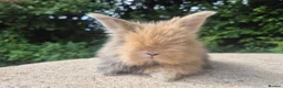 Angora rabbits for sale: 🌟STUNNING ANGORA BABIES- maxi full face 🌟 - Advert 2