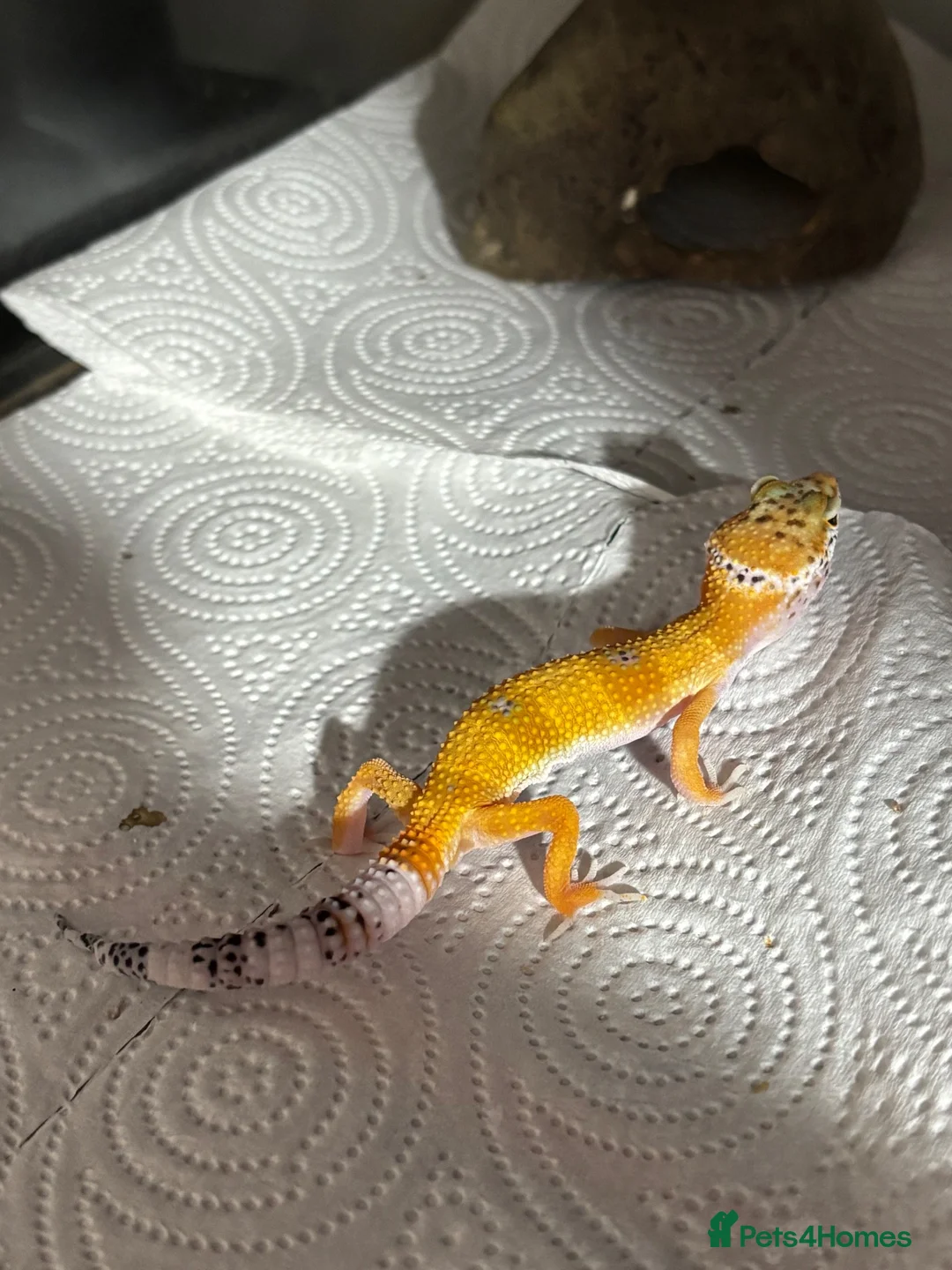 Leopard Gecko reptiles for sale: Baby Leopard Geckos with Equipment – Captive Bred - Advert 2