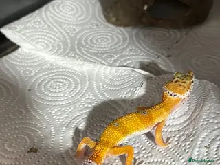 Leopard Gecko reptiles Baby Leopard Geckos with Equipment – Captive Bred - Advert 2