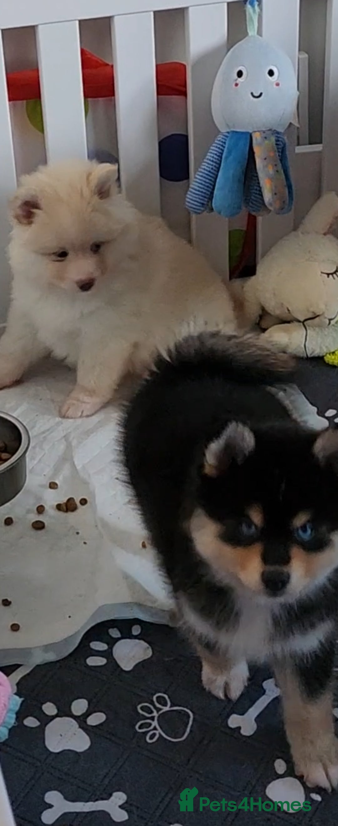Pomsky dogs for sale: Heavenly Pomskies Puppies  - Image 31