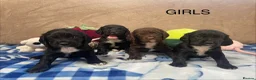 Cocker Spaniel dogs for sale: Beautiful Cocker Spaniel Puppies–4 Girls & 6 Boys - Advert 3