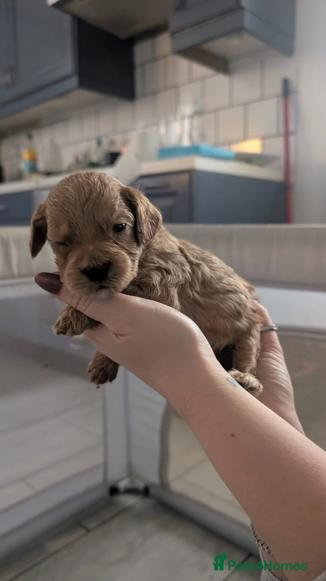 Cockapoo dogs for sale: Cockapoo puppies - Advert 36