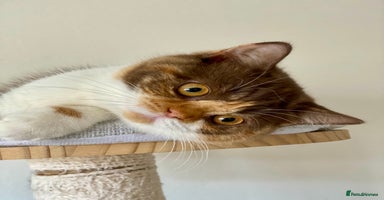 British Shorthair cats in Cannock - Advert 16