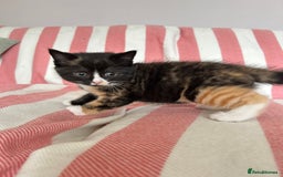 British Shorthair cats for sale: Gorgeous BSH kittens  - Image 6
