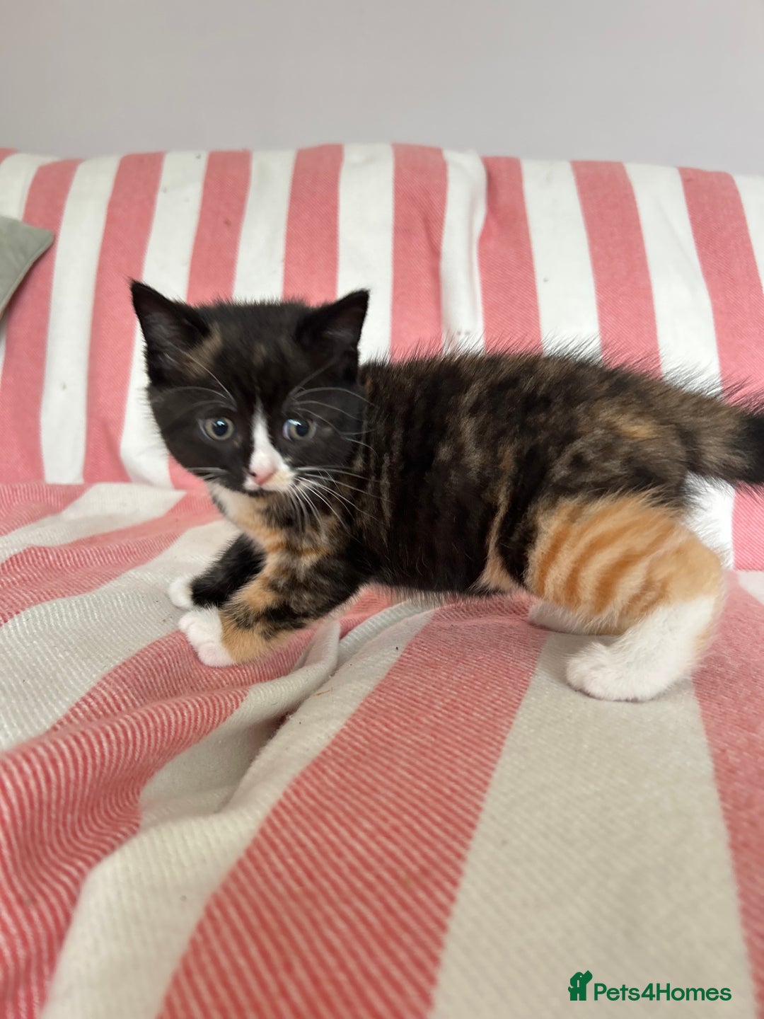 British Shorthair cats for sale: Gorgeous BSH kittens  - Image 6