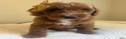 Mixed Breed dogs for sale: Australian Labradoodles RED/ WHITE TUX Girls  - Advert 9