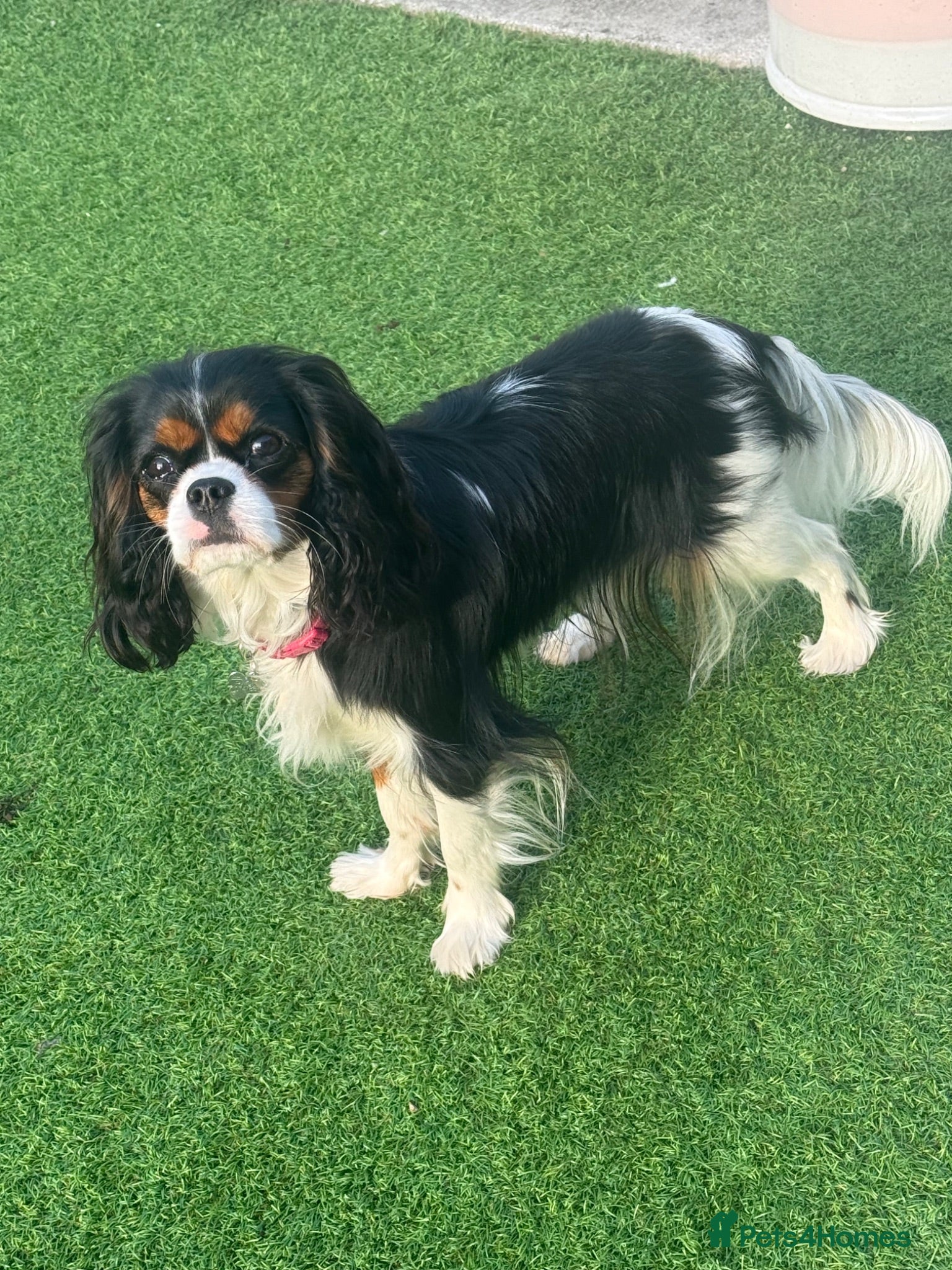 Cavalier King Charles Spaniel dogs KC Female Cavalier King Charles Spaniel 16 months  - Advert 3