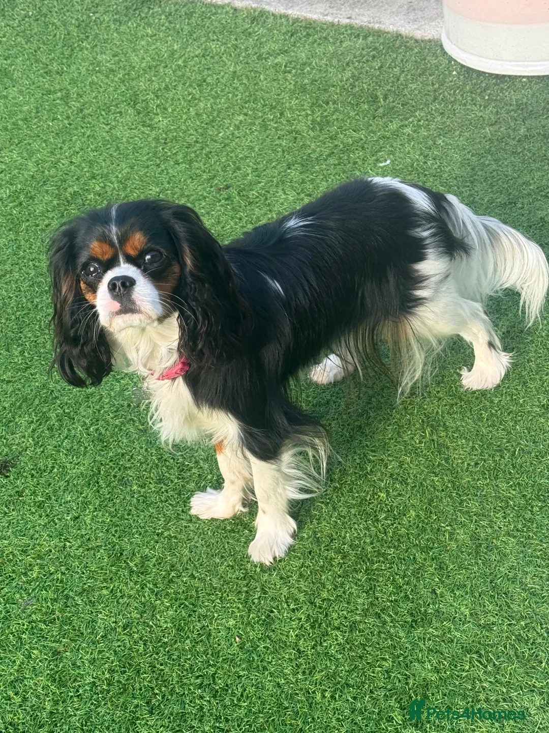 Cavalier King Charles Spaniel dogs for sale: KC Female Cavalier King Charles Spaniel 16 months  in Worksop - Advert 1