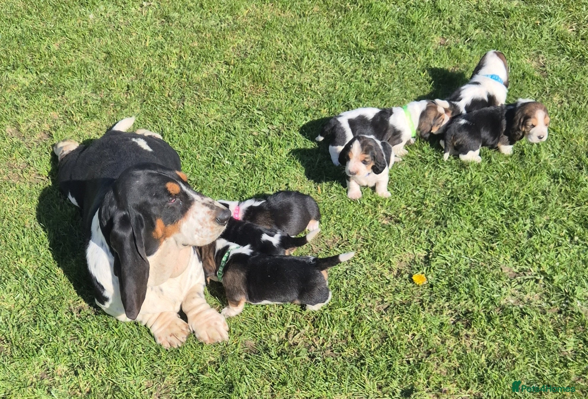 Basset Hound dogs KC BASSET HOUND PUPPIES, HEALTH TESTED PARENTS  - Advert 1