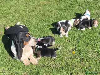 Basset Hound dogs for sale: KC BASSET HOUND PUPPIES, HEALTH TESTED PARENTS - Advert 2