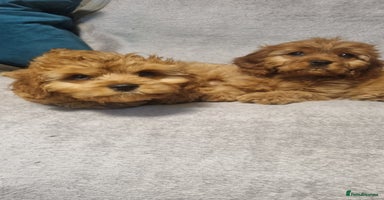 Cavapoo dogs beautiful fox red miniature cavapoo puppies - Advert 13