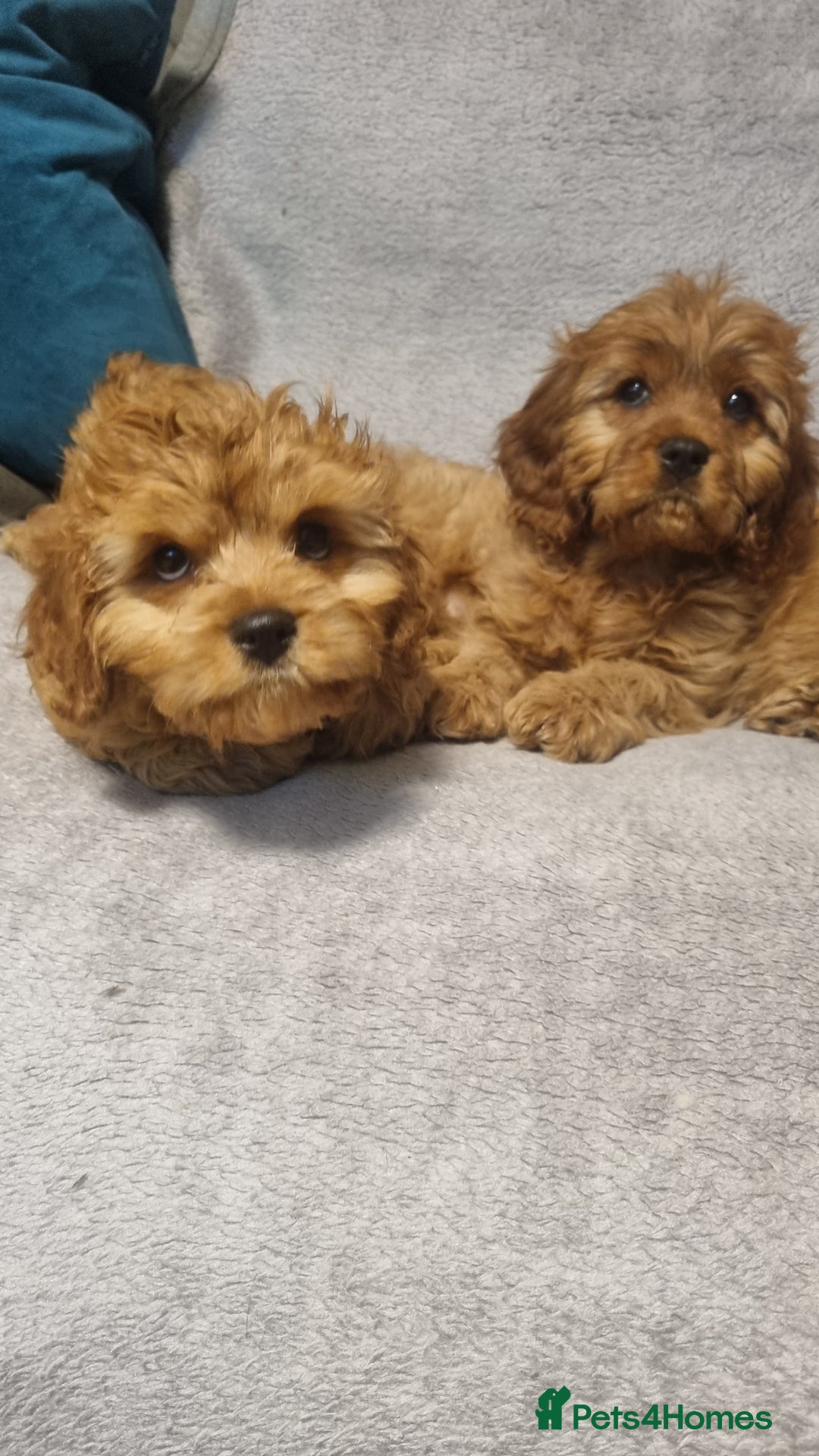 Cavapoo dogs for sale: DNA TESTED ❤️2 girl left ❤️fox red miniature  - Advert 5