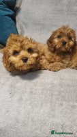 Cavapoo dogs beautiful fox red miniature cavapoo puppies - Advert 13