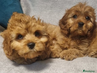 Cavapoo dogs beautiful fox red miniature cavapoo puppies - Advert 2