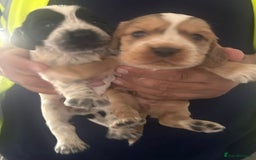Cocker Spaniel dogs for sale: 🔥 rare coloured show type cocker spaniels  - Image 5