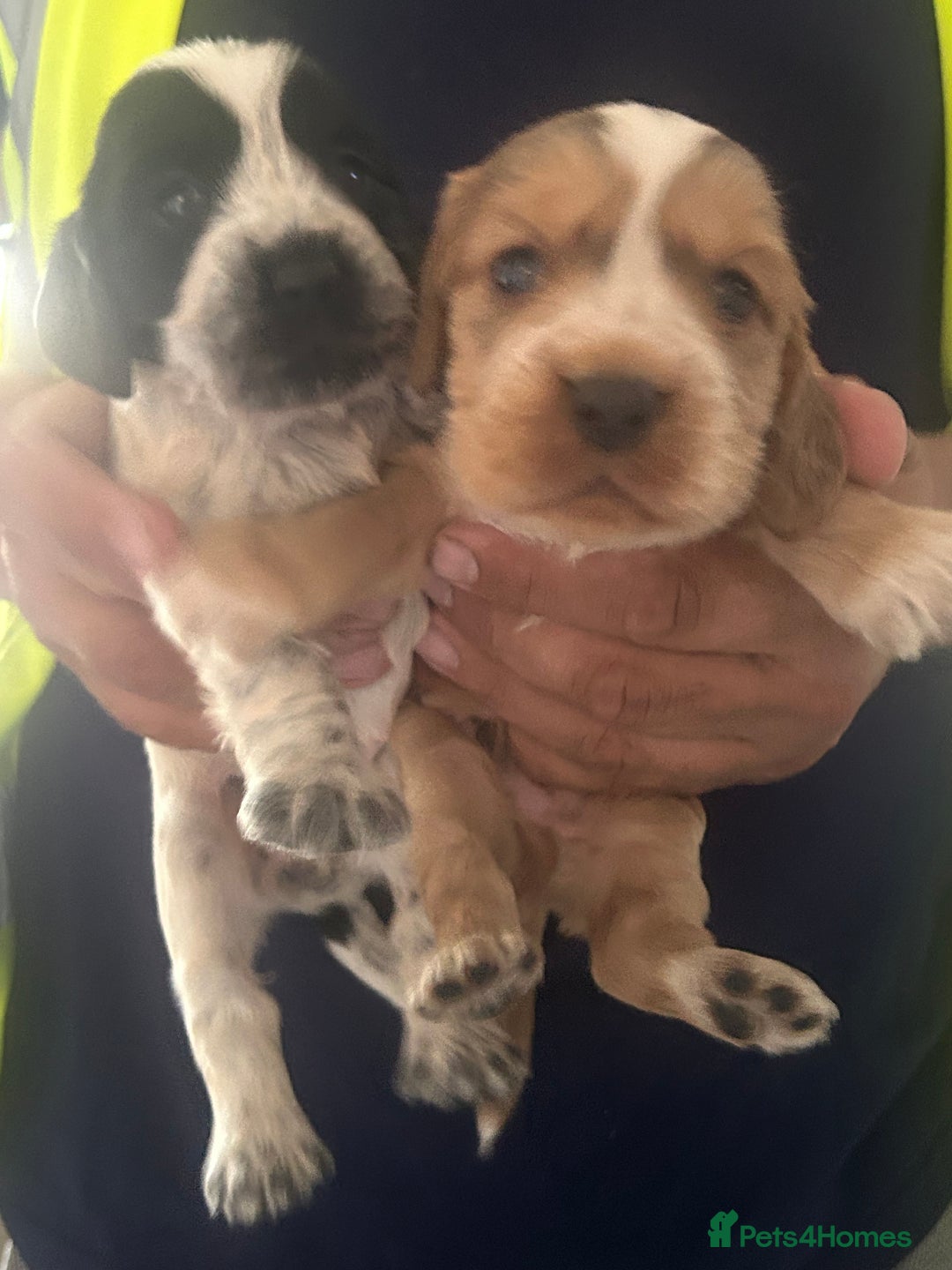 Cocker Spaniel dogs for sale: 🔥 rare coloured show type cocker spaniels  - Image 5
