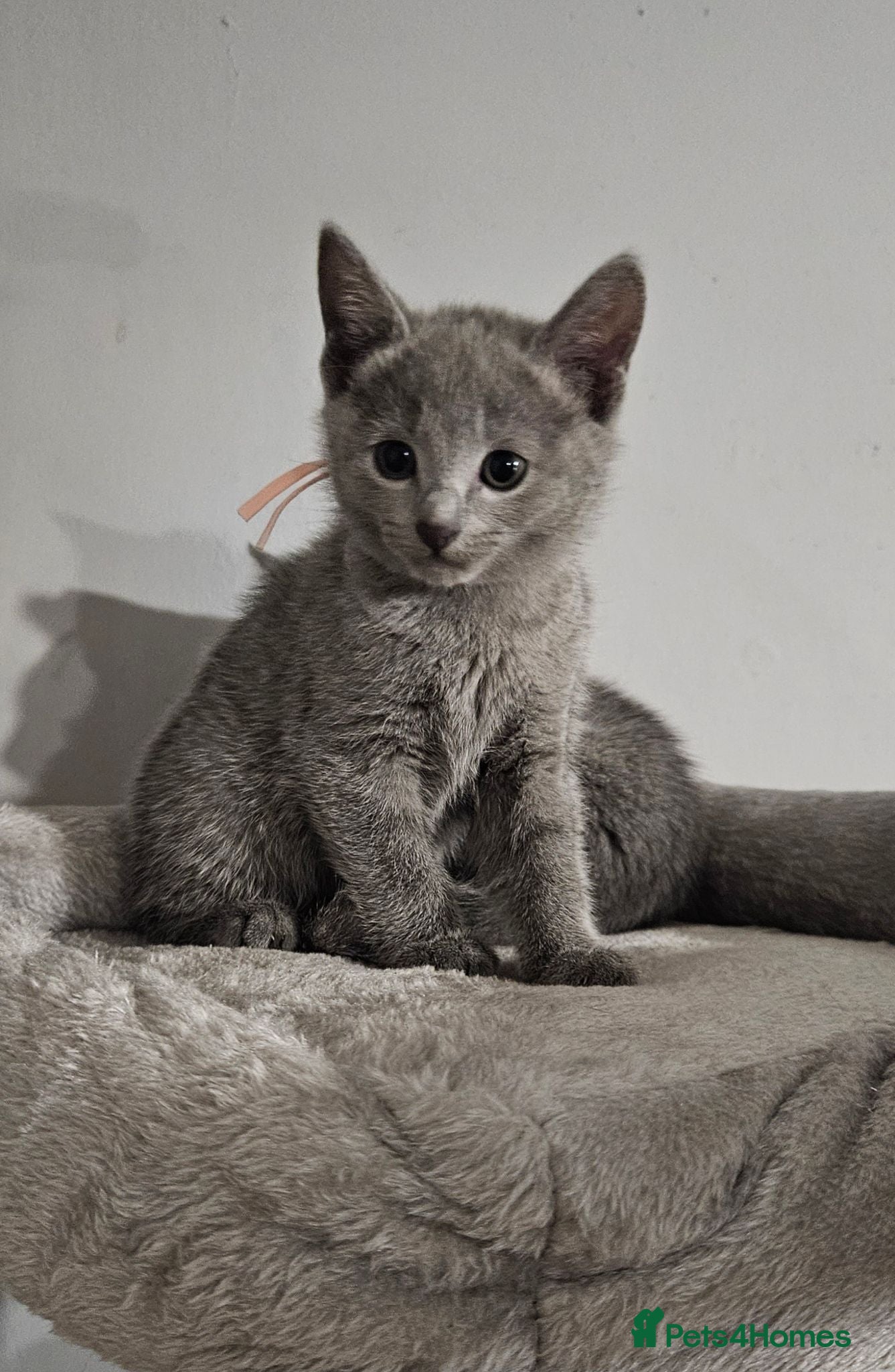 Russian Blue cats TICA Russian Blue  - Advert 2