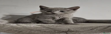 Russian Blue 2