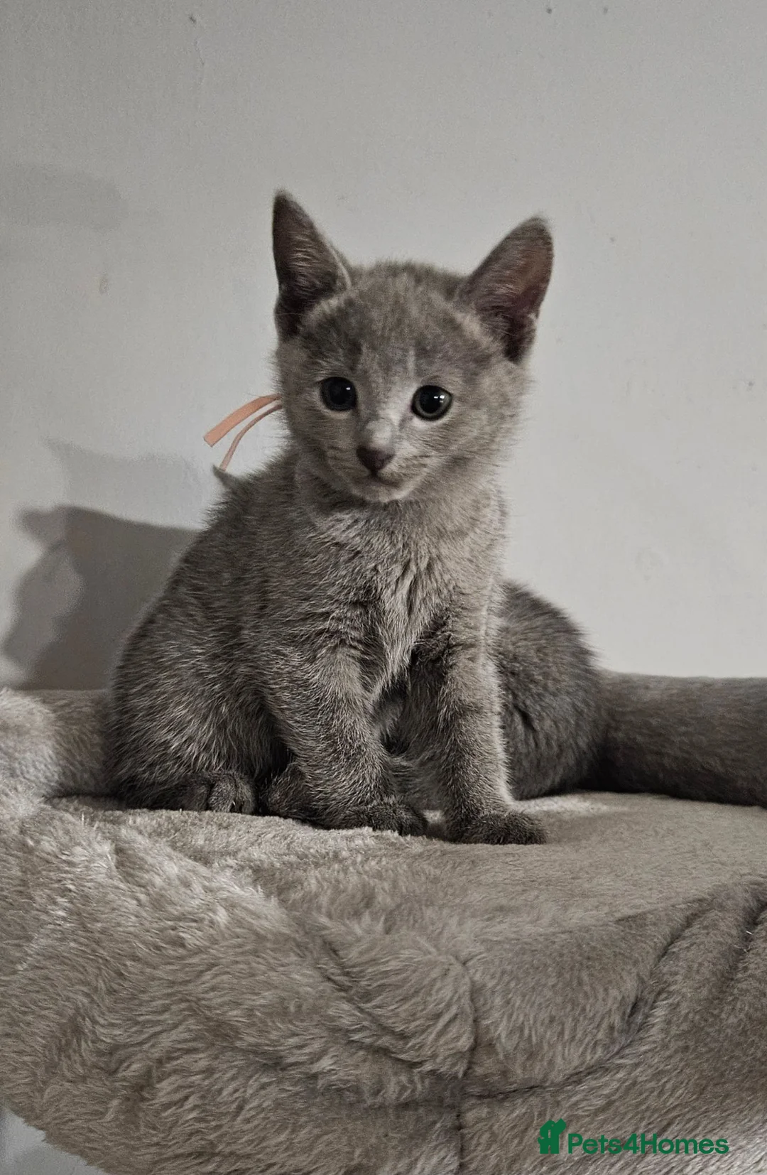Russian Blue cats for sale: TICA Russian Blue  - Advert 2