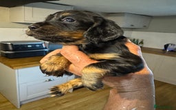 Cocker Spaniel dogs for sale: 6 working cocker pups  - Image 3