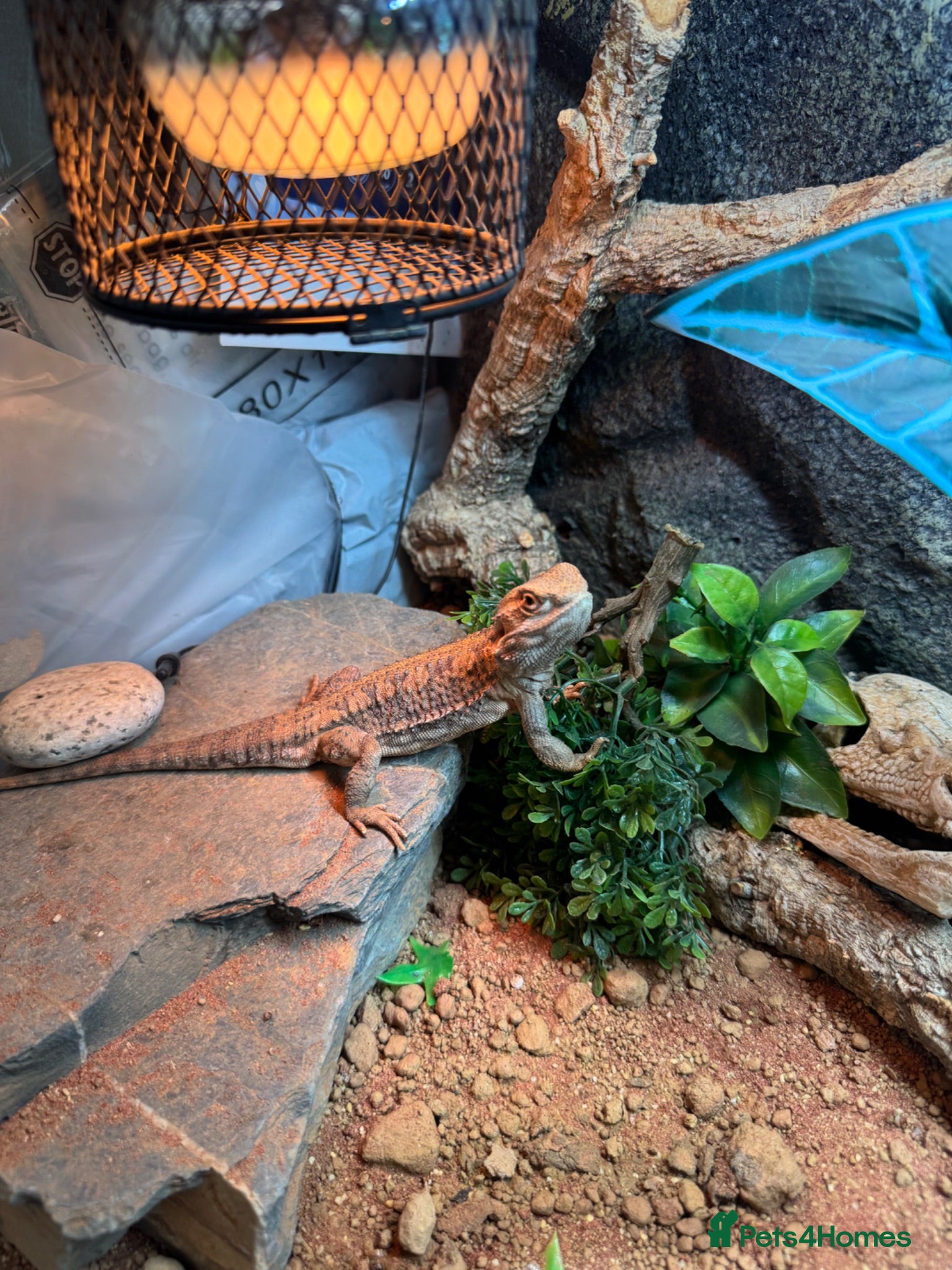 Dragon reptiles Rankins Dragon Male 4.5 years  - Advert 5