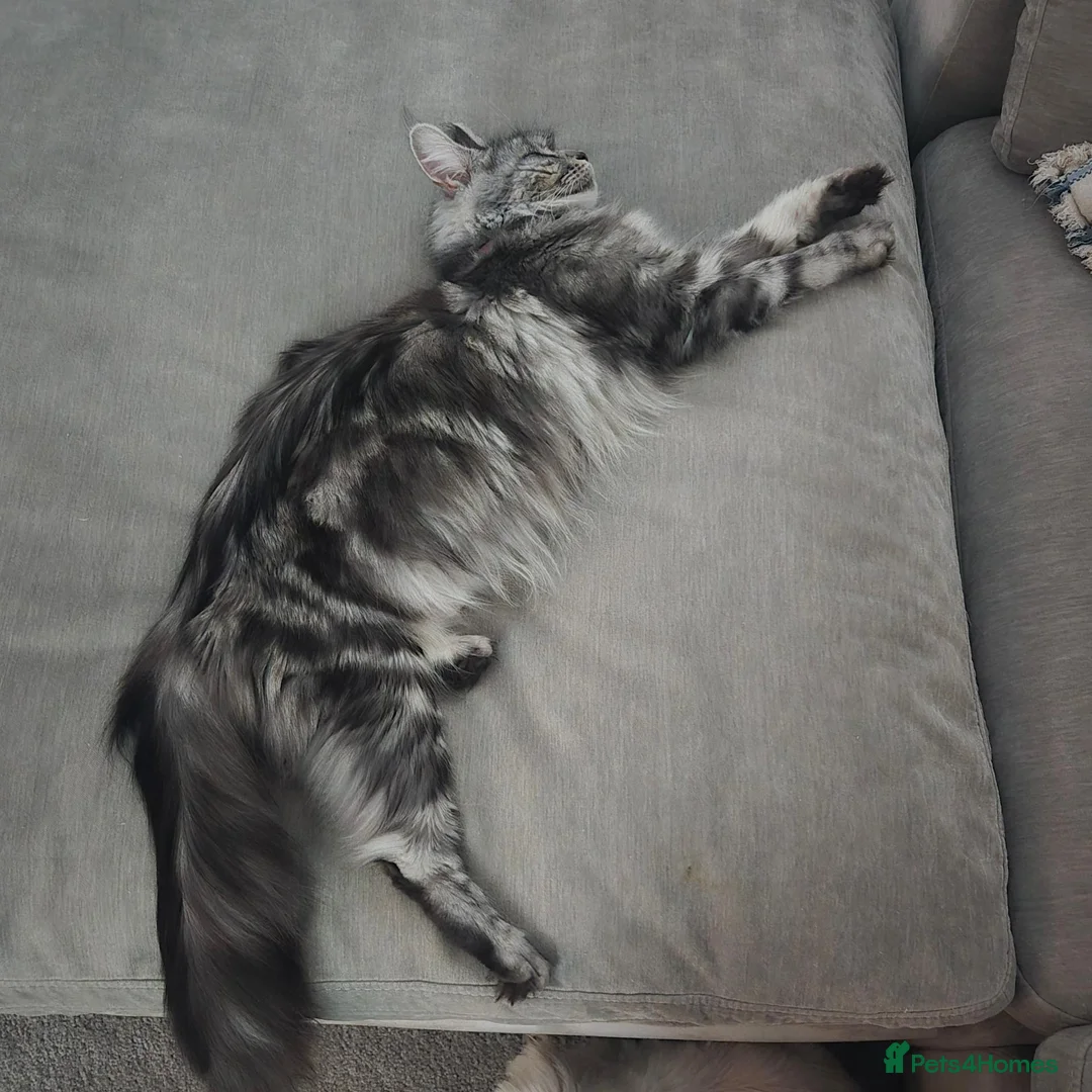 Maine Coon cats for sale: Maine coon cross kittens - Advert 1